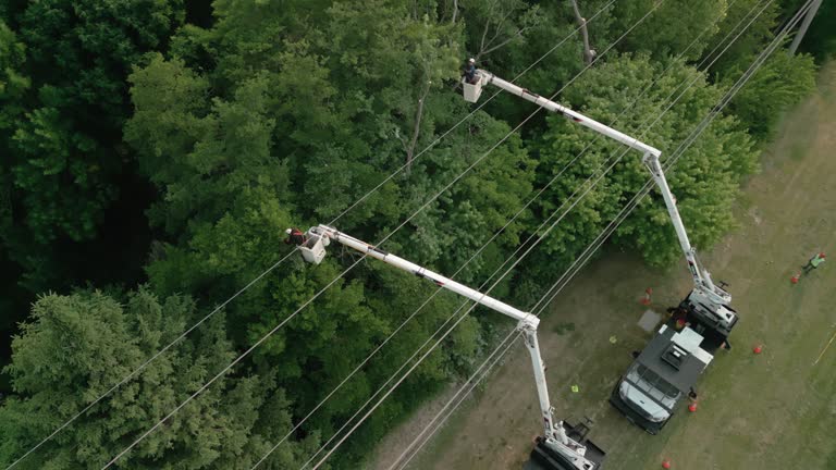 Best Tree Removal  in Farmer City, IL