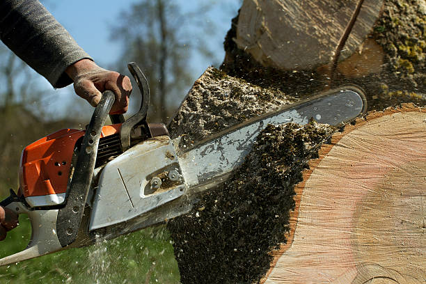 Best Tree Health Inspection  in Farmer City, IL